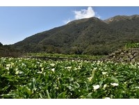 用不同角度赏“芋”去！6条步道带你赏竹子湖海芋