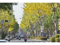 高雄赏花地图　看黄金雨、蓝花楹组成的彩虹盛夏