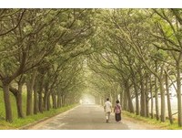 嘉义“苦楝树绿色隧道”　徜徉绿荫包围的春日芬芳