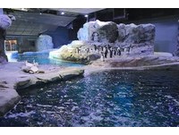 仿冰山环境　底特律动物园全球最大企鹅保护区开幕