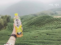 巨大同心圆围绕山峦　广告拍摄地“南投八卦茶园”