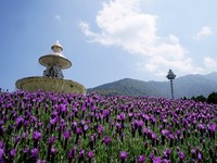 10万株薰衣草浪漫登场！九族文化村赏花、乐园一次满足