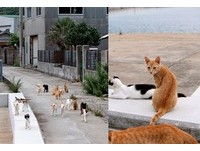 被50只猫咪热情围绕！猫迷天堂日本“男木岛”