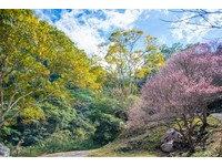 亲临陶渊明笔下世外桃源　台湾八景“八仙山”赏樱秘境