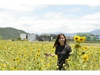 铺在平原的金色地毯　宜兰三星万株日葵开放免费摘回家