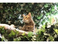 日本首间“豹猫咖啡馆”　12只猫生活在模拟森林超疗愈！