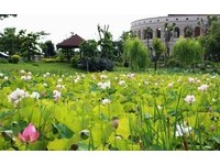 亚洲大学拍完建筑还可赏花　盛夏校园荷花池盛放中