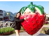 少女必去！苗栗大湖酒庄有超狂“巨无霸草莓”