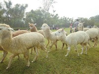 超萌神兽出没！全台5间能与“草泥马”互动的餐厅农场