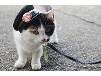 找猫站长报到！日本和歌山“贵志川线”交通攻略