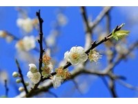 繁花似雪的浪漫约会　特搜“全台9处赏梅景点”