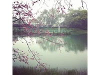 “碧赫潭”湖面有迷你天主教堂　樱花、迷雾犹如印象画