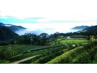 云海美景与茶香！茶园观光正热　台北山间找“茶”去　
