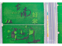 空拍台南惊见世界名画“拾穗”　朝圣最名贵彩绘稻田