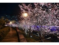 绝美樱花海就在巷口　台北内湖的“免费夜樱新秘境”