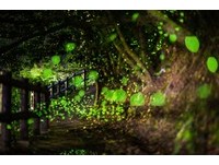 点点萤光围成浪漫星海　坪林秘境“萤火虫大爆发”