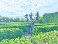 好拍到不想找出口！全台5个超美迷宫　让你成为IG焦点