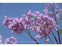 高雄百棵“蓝花楹”绽放　淡紫色风铃迎来南台湾初夏
