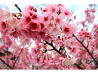 春节登山赏花行！台北市24条赏樱步道报你知
