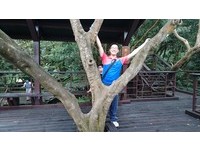 仿佛置身外国电影场景　台北第一座“树屋凉亭”登场！