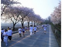 自行车狂骑500KM！韩国运动游正夯　马拉松赏樱季节限定