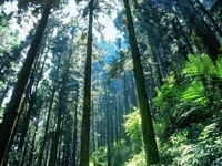 中秋连假游阿里山疗愈心灵　7大必看上山交通规划