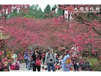 2万人涌入赏樱！九族文化村中午急宣布：明天再来