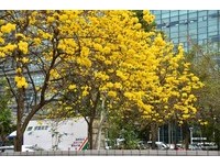 城市中一抹金黄浪漫　台中街头黄花风铃木盛放中