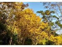 一睹最后“枫”采！桃源仙谷黄金枫黄后迎郁金香花季