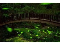 南台湾5大“萤河”　一生一定要体验的唯美景色