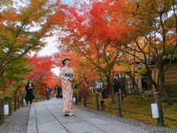 京都最新枫况！3000枫叶染红永观堂　浪漫美景像走进画里