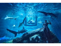 只隔一道透明墙！巴黎水族馆设套房与鲨鱼共眠