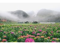 美到登上IG官方账号！百万人按赞的超梦幻绣球花田满开中