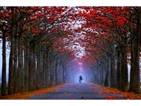 将天空渲染成一片火红　 精选全台5处美丽木棉花大道