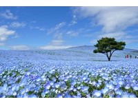 把钱省来看花海、吃和牛！茨城─东京搭巴士140元有找