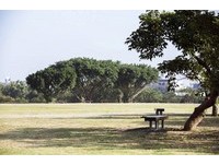 重温复古时光！新竹露天电影院　星空下绿草地登场