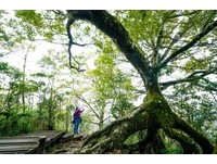 漫步深秋太平山步道　探访台湾最大山毛榉纯林