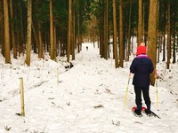 日本冬季限定“雪中漫步”　到小矮人住的童话森林走一遭