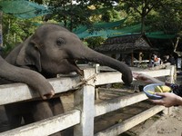 与大象同欢、芭达雅音乐节从早嗨到晚　3月泰国节庆懒人包