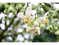 花莲柚花渐渐开了　长达3公里樱花大道香气扑鼻！