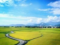 限时一个月！宜兰版伯朗大道设观景台　赏无边际金黄稻海