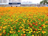 大波斯菊接力！向日葵、孔雀草盛放　缤纷花海染河滨