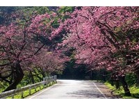 全日本最早！冲绳樱花已经开了　到2月中前都可看