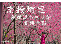 南投“箱根温泉”满开　可以免费进入园内赏樱花