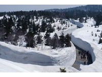 20米雪墙组成银白走廊　日本必看“三大雪壁”景点