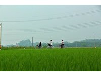 现在可以闻到扑鼻荷花香　台南超美自行车风景区
