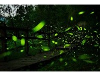 一起看星星、赏萤火虫！阿里山光华村6大露营地