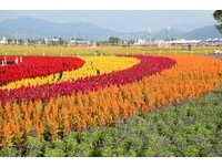2017新社花海开跑！共4大主题区　“大型喜鹊”必看