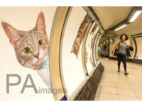 猫奴不能错过！萌猫“入侵”伦敦地铁灯箱