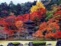 3000枫红环抱古刹　京都赏枫秘境“金刚院”美得像幅画